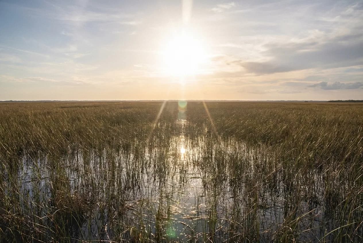 A wetland of sawgrass running flat to the horizon under a wide sky