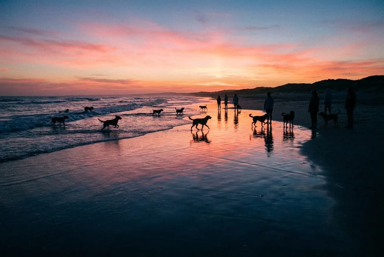 montrose dog beach when the sun rises over the lake