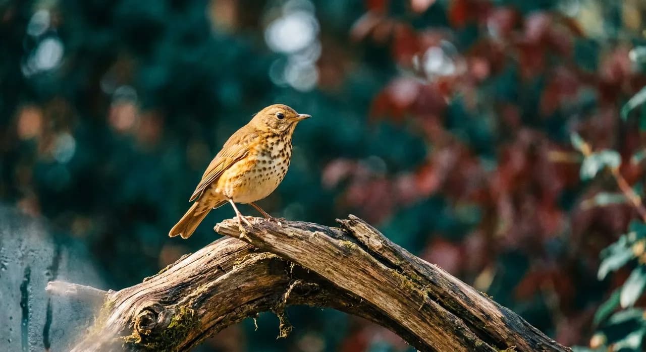 The Central Park Ramble at Dawn: Free Birding the Locals Guard