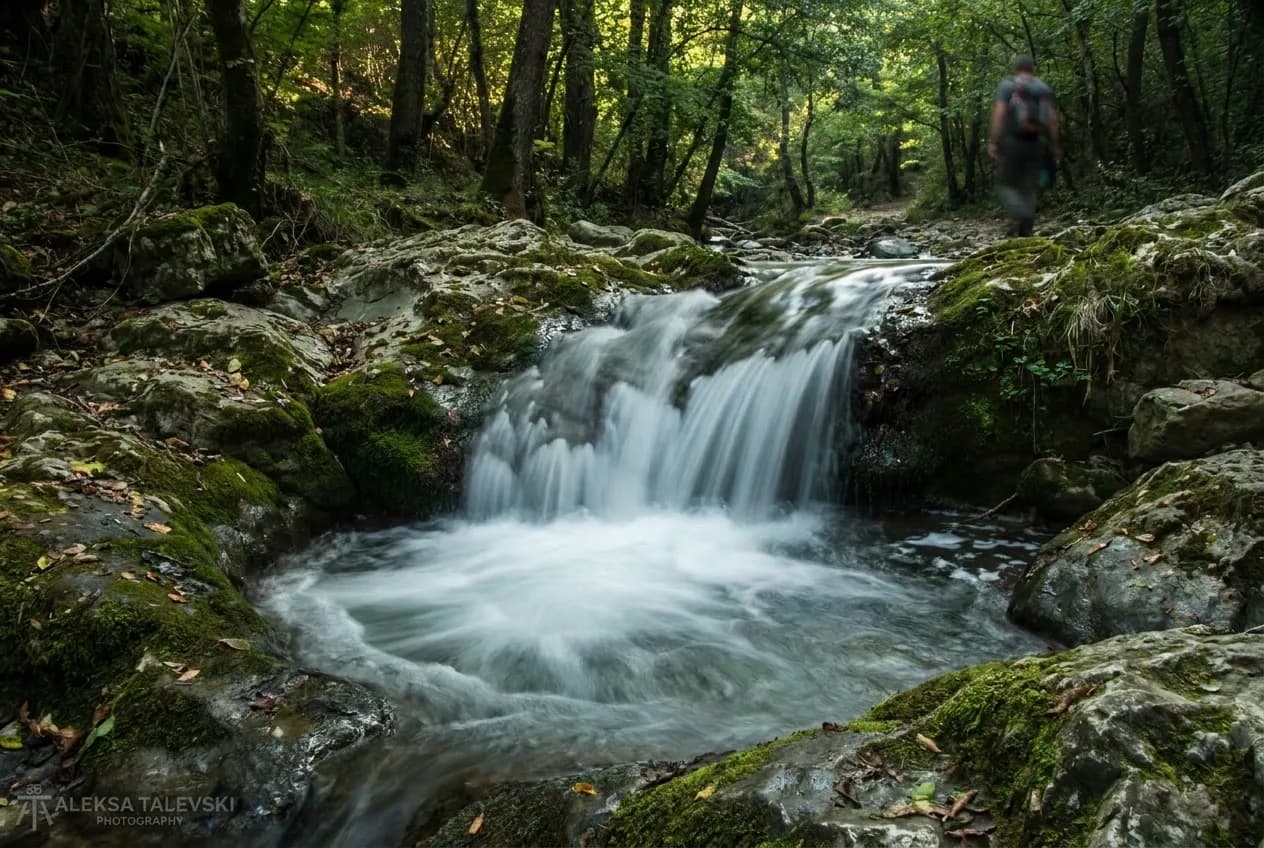 A cascade dropping into a rock bowl surrounded by wet forest