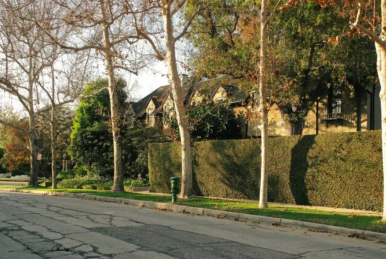 A wide residential boulevard in Los Angeles lined with mature trees and large houses