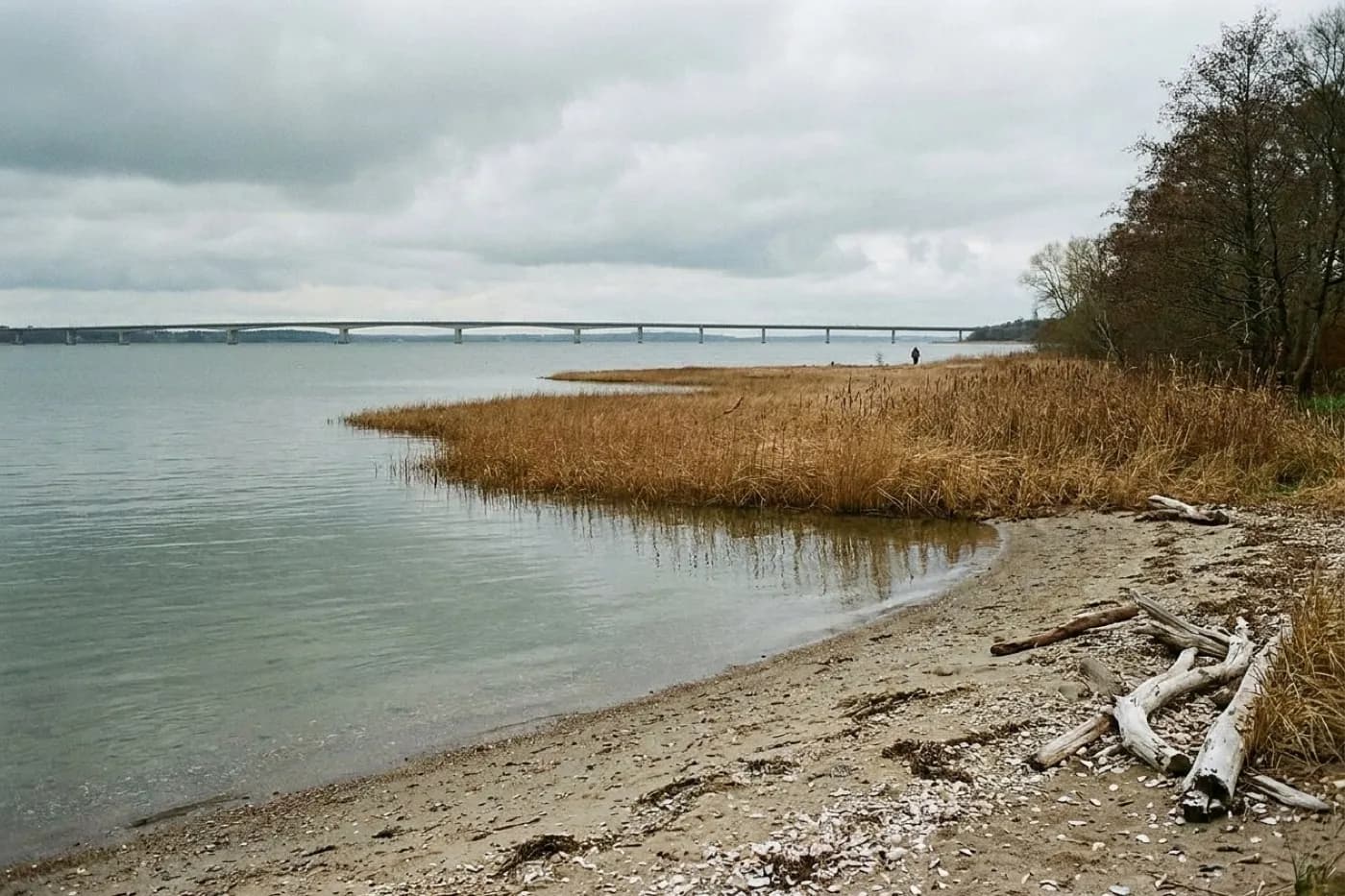 A quiet bay shoreline with reeds and driftwood in the foreground, calm grey water and a distant bridge on the horizon