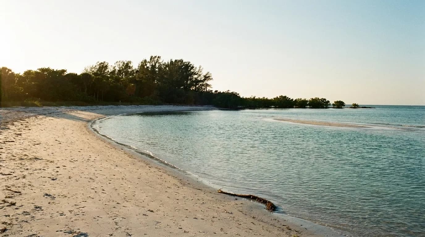 An empty curve of pale sand backed by sea grape and Australian pine, calm shallow water in the foreground and a low line of mangrove running out to a point