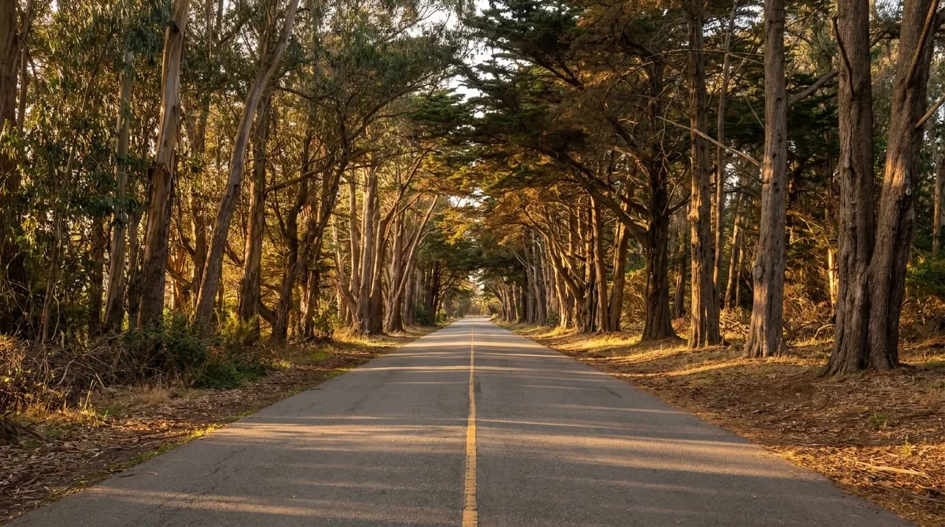 Tree-lined transverse road through Golden Gate Park at dusk with amber light filtering through canopy