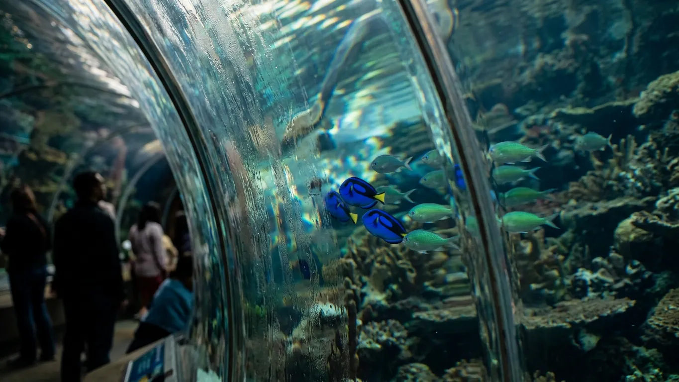 Hawk Fire Smoke: SF's Best Conservatories and Aquariums