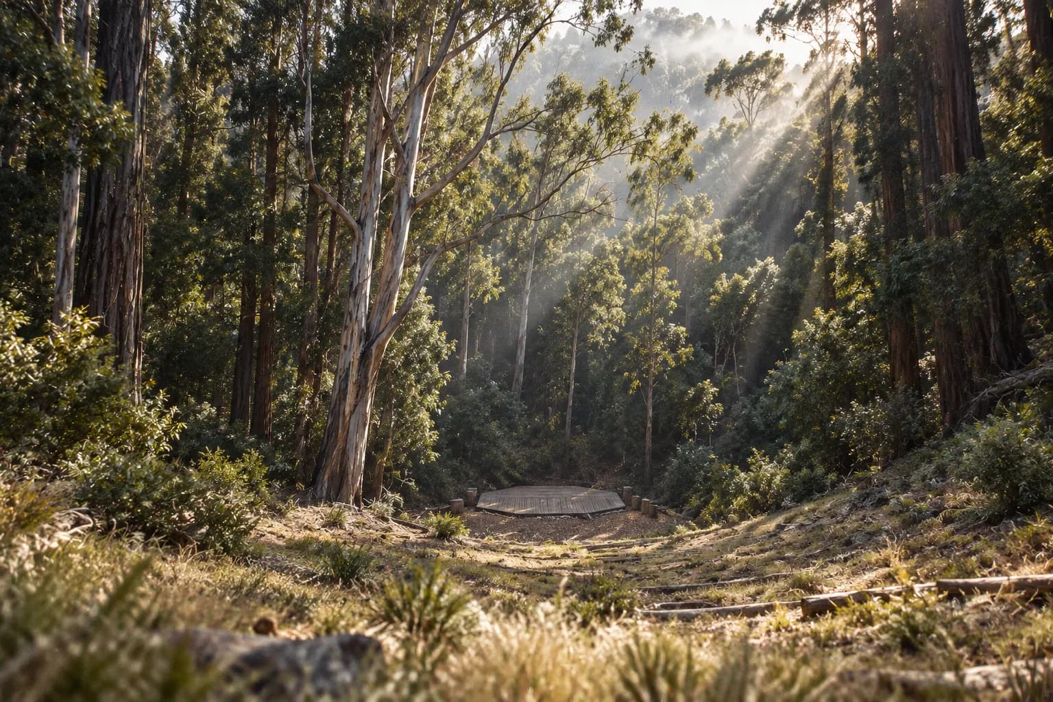 A natural amphitheatre in a grove of tall eucalyptus and redwood trees