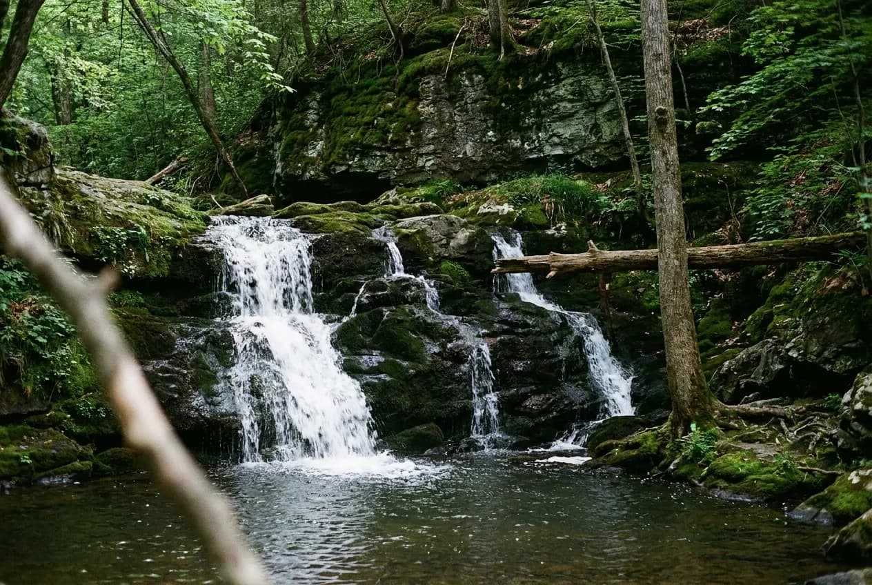 A waterfall dropping over dark mossy rock into a pool in dense green woodland