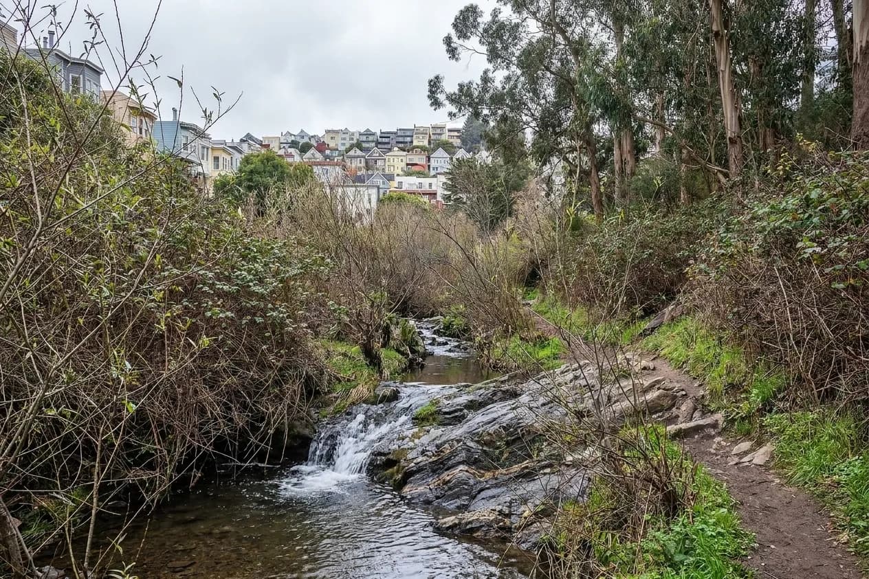 A narrow rain-fed creek sliding over dark banded rock into a shallow pool in a steep San Francisco canyon, with willow thicket on both banks and a hillside of houses just visible above the eucalyptus