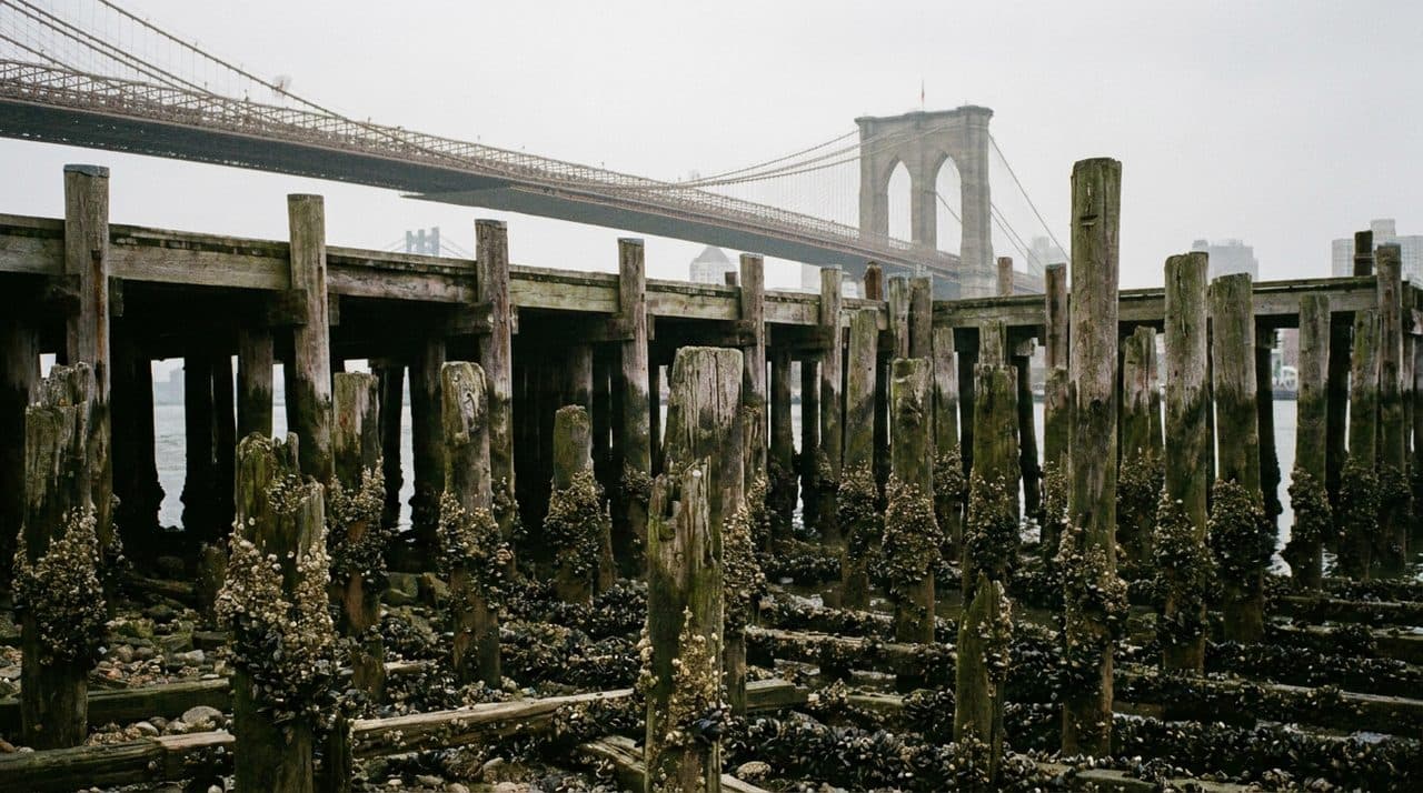 The Seaport Pier Walk at Low Tide When the Pilings Show Their Age - cover image