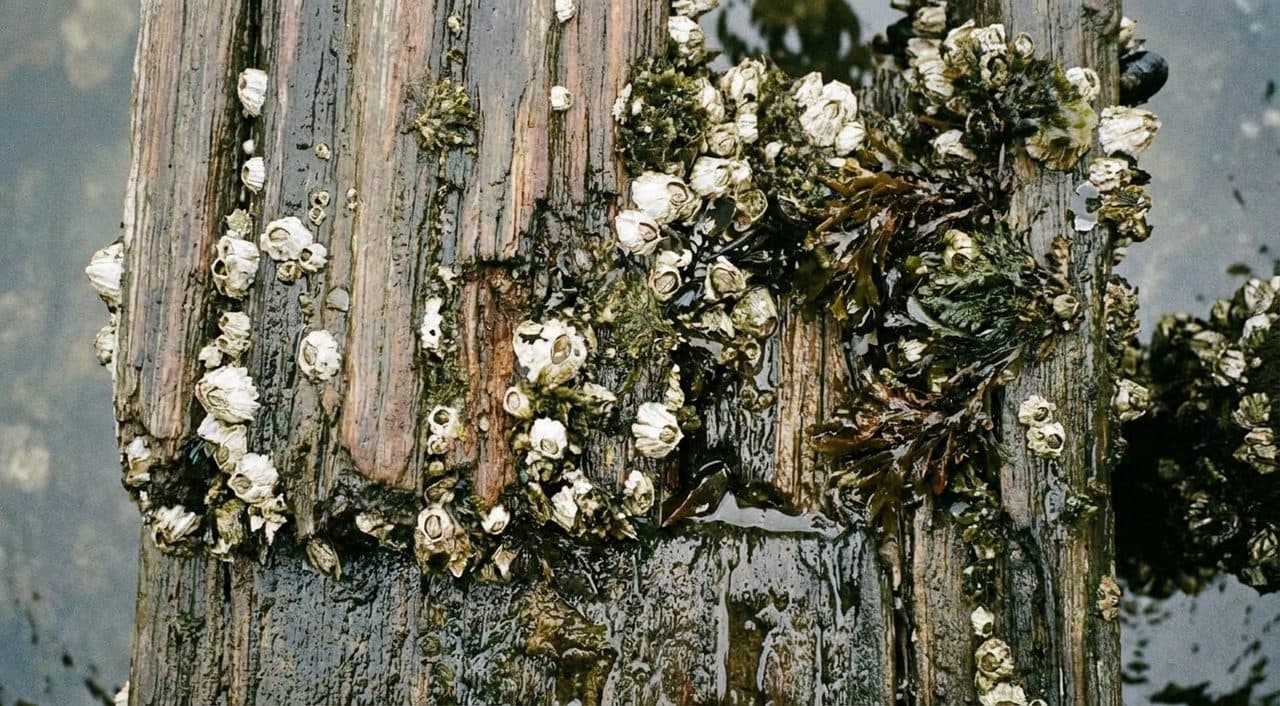 The Seaport Pier Walk at Low Tide When the Pilings Show Their Age - scene