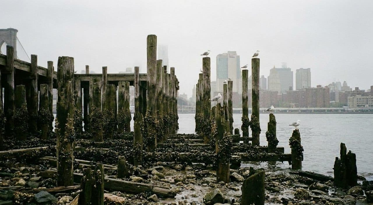 The Seaport Pier Walk at Low Tide When the Pilings Show Their Age - scene