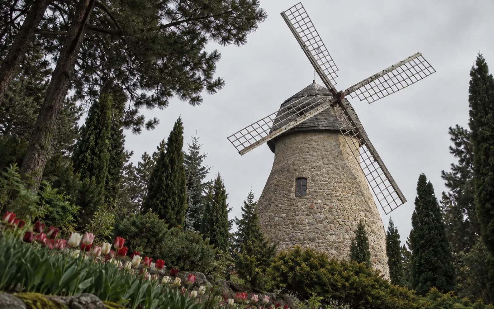 A tall Dutch windmill standing above trees against an overcast coastal sky