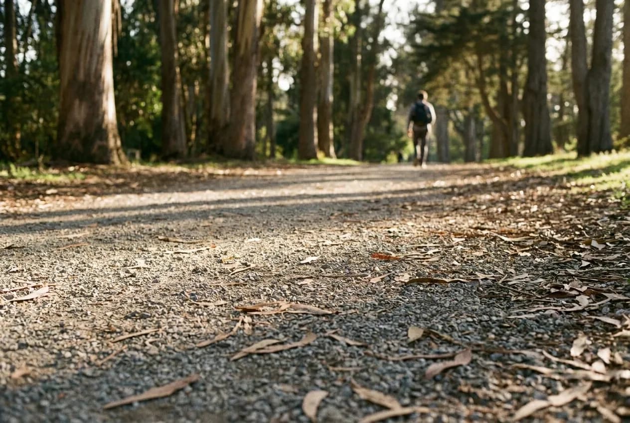 A wide gravel path curving between tall eucalyptus and cypress in a large urban park, dappled light across the ground