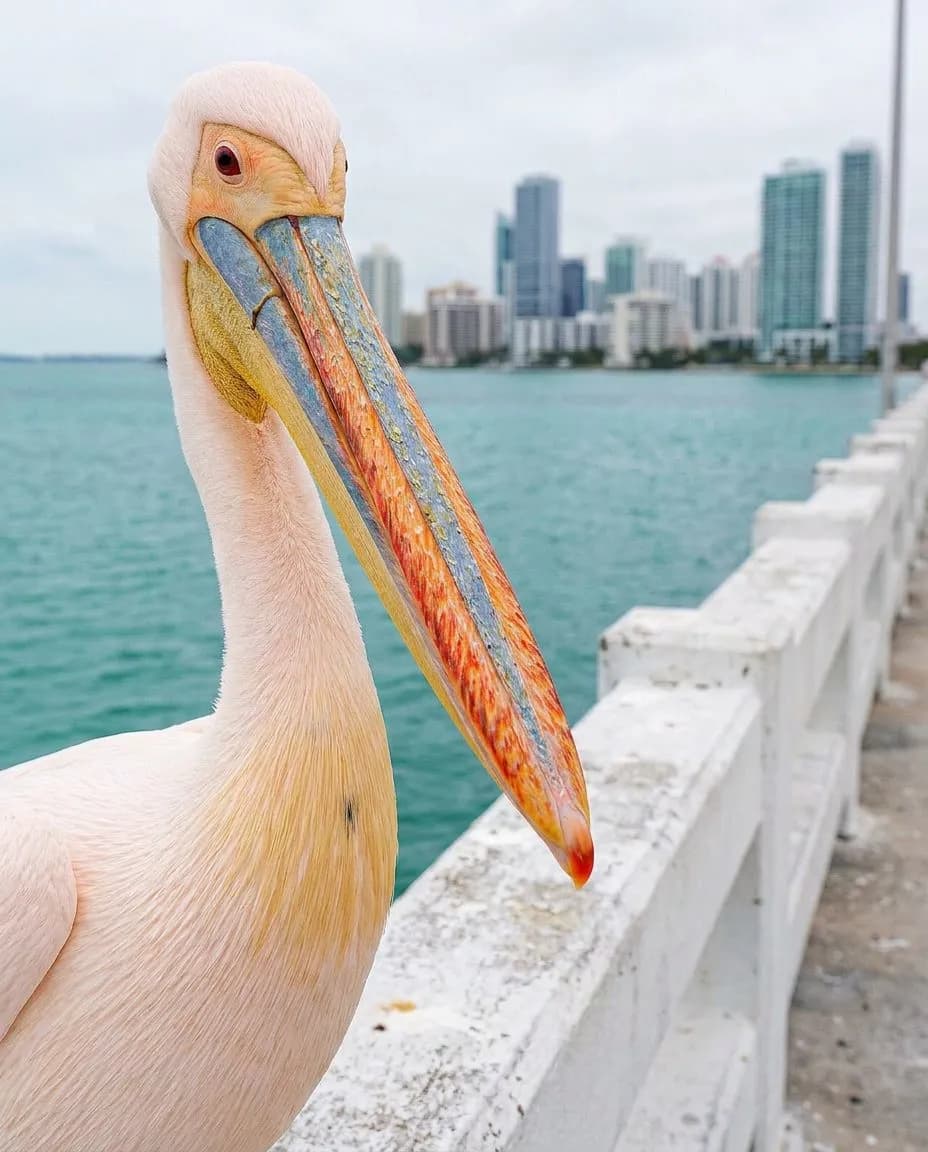Venetian Causeway Drawbridge Opening Schedule and Biscayne Bay Crossing Window: A Fresh Field Note