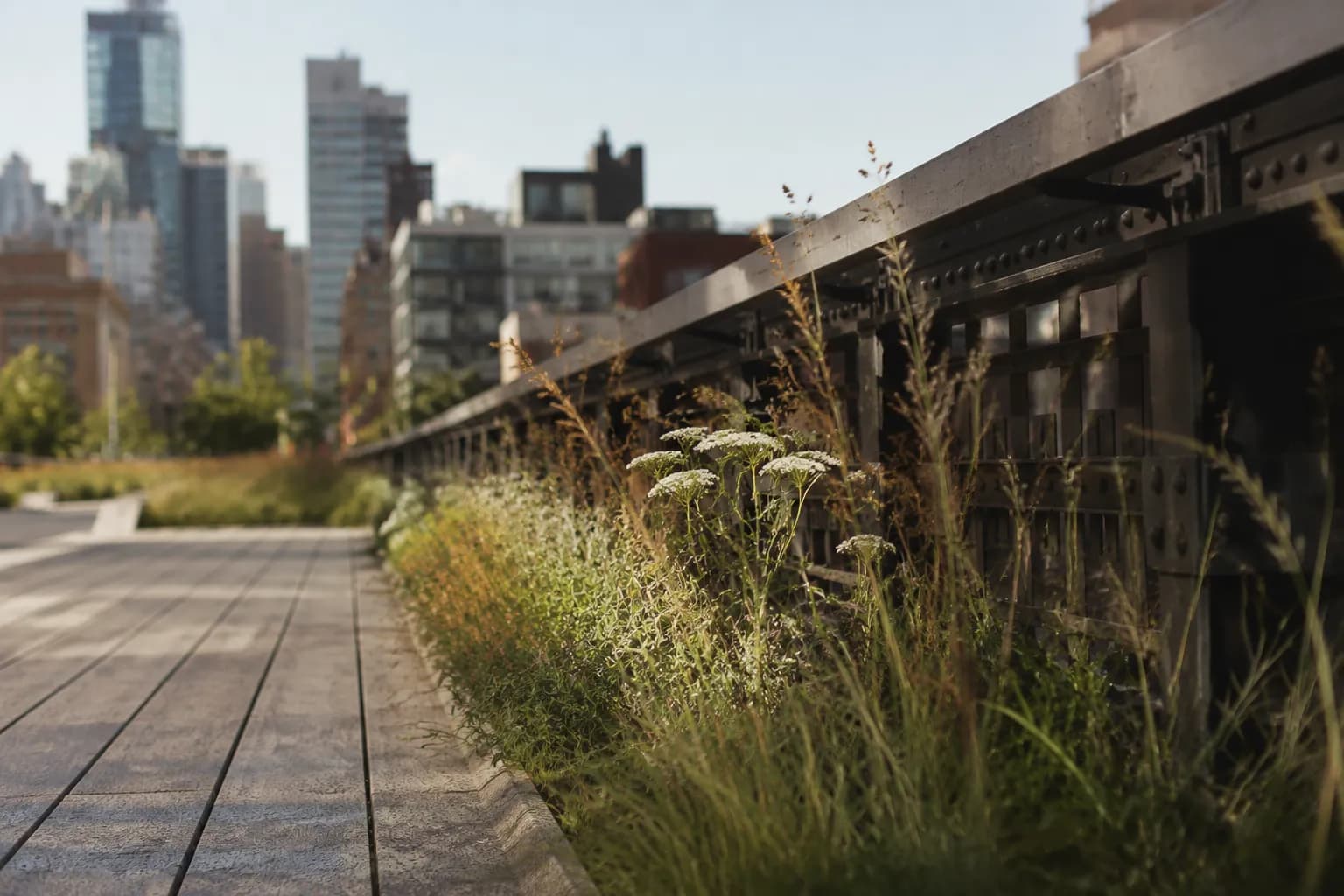 Wooden walkway and plantings along the High Line in Chelsea