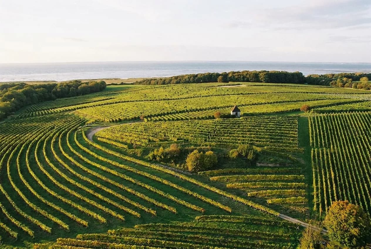 Rows of green grapevines running toward a low tree line with a strip of grey-blue water beyond under a wide pale sky