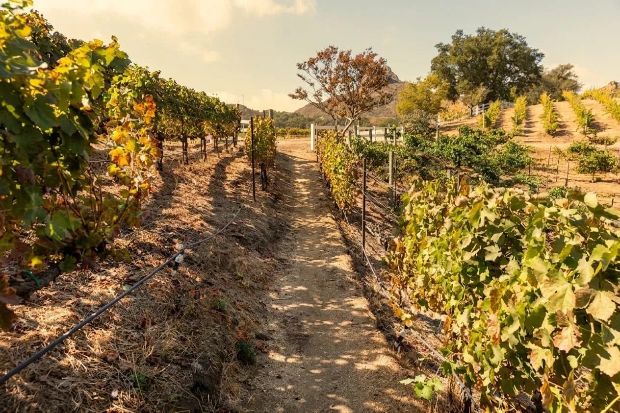 Winding canyon road toward vineyard hills at golden hour